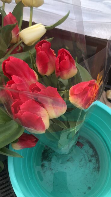 купить луковицы тюльпанов: Семена и саженцы Тюльпанов, Самовывоз, Платная доставка