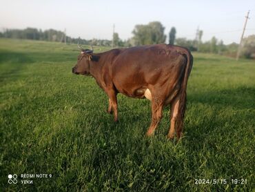 быки герефорд: Продаю | Корова (самка) | Алатауская | Для молока