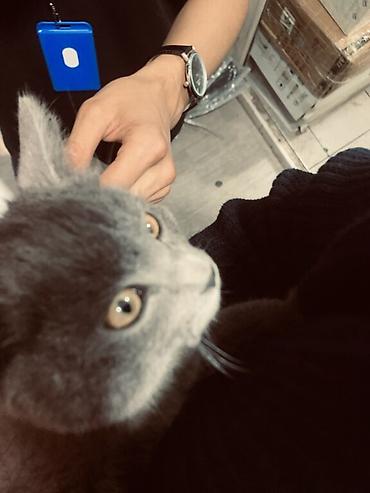 шотланд: Продажа кошек — 2