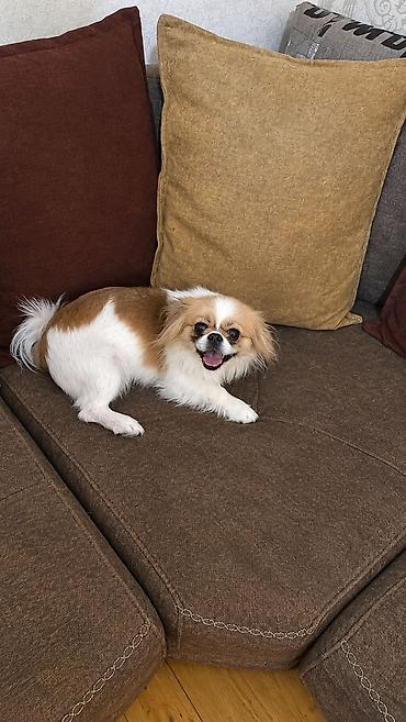 itlər pekines: Pekines, 7 ay, Dişi, Peyvəndli, Pulsuz çatdırılma — 4