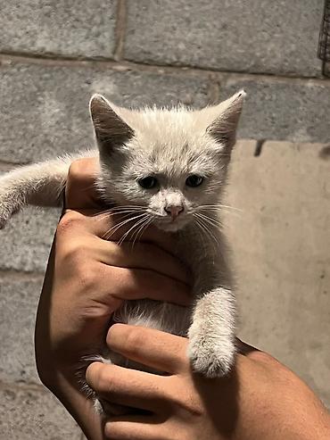 Отдам даром кошку: Кошка даром: Беспородная, 3 месяца, Девочка at lalafo.kg — 7 Отдам даром кошку: Кошка даром: Беспородная, 3 месяца, Девочка — 7