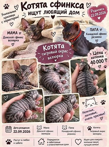 Котята сфинкса — тигровый окрас, тип «велюрка». Нежные, ласковые и