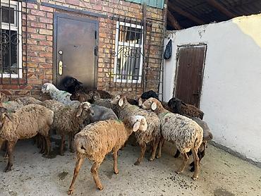 Продам с/х животных: Продаю | Ягненок | Для разведения — 3