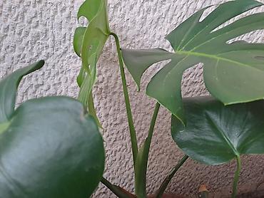 Ostale kućne biljke: Zamija sa prve slike je 800, Zamija sa druge je 1500, Chlorophytum sa — 16