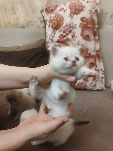 Pişiklər: Britan, Dişi — 4