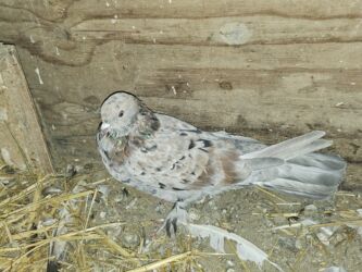 Göyərçinlər: Satlìr əbreşle əbreş cütt — 12