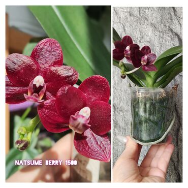растения в горшках: Продам орхидеи из личной коллекции. цветущие и не цветущие. цены от