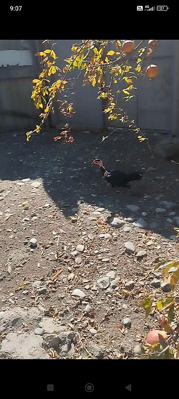 yalnız suda yaşayan heyvanlar: Toyuq, Damazlıq, Ödənişli çatdırılma — 1