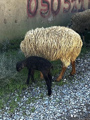ordək necə gunə bala cixarir: Salam Aleykum! Allah hamının malına, ruzisinə bərəkət versin! 🤲🐑 🐏 — 7