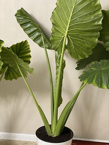 гулдор роза: Алоказия «Калидора» (Alocasia Calidora) — крупное комнатное растение с — 4