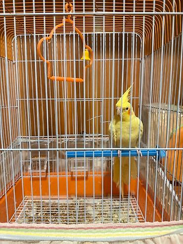 tutuqu: Növ: Nimfa (Cockatiel) – sarı rəng popuqay qefesle birlikte satilir — 7