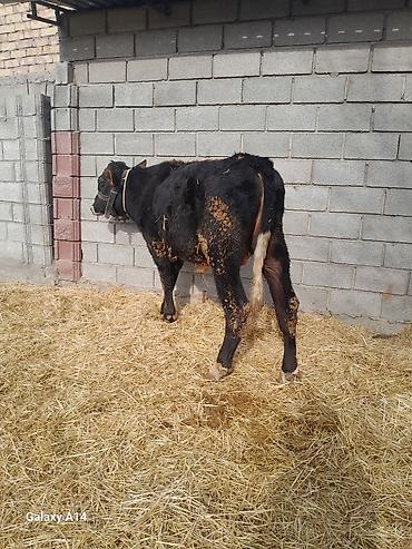 Коровы, быки: Продаю | Бык (самец) | Полукровка | На откорм — 6