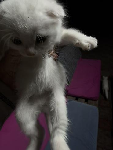 котята простые: Котята - Возраст: маленькие котята, только начинают активно изучать — 4