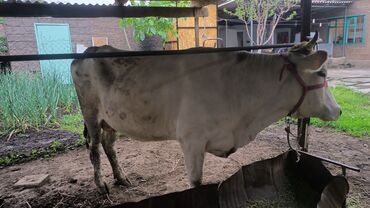 красный ангус: Продаю | Корова (самка), Музоо, торпок | Для разведения, Для молока