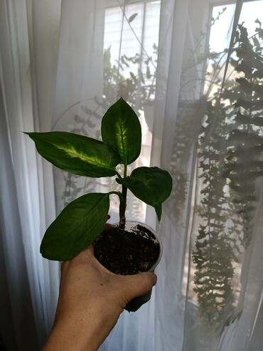 Другие комнатные растения: Продаются комнатные цветы. Токмок — 8