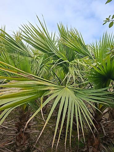 Çöl bitkiləri: Ağac, gullerin satişi — 1