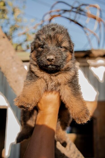 İtlər: Alman çoban iti, 2 ay, Erkek, Peyvəndli — 7