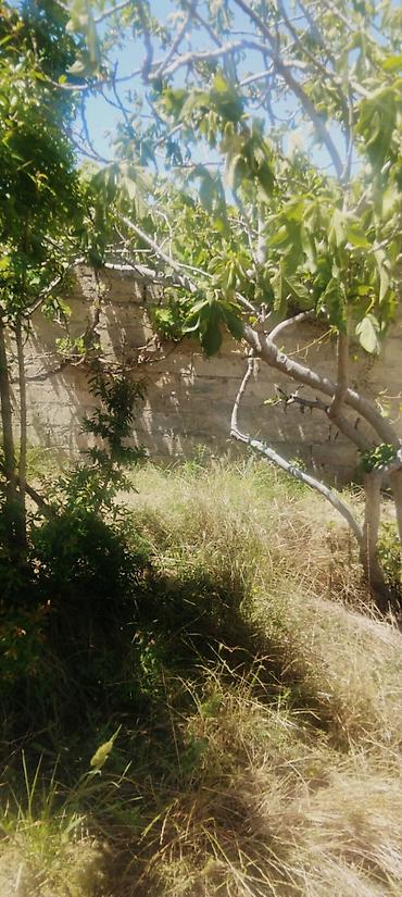 albali: 5 sot, Tikinti, Kupça (Çıxarış) — 4