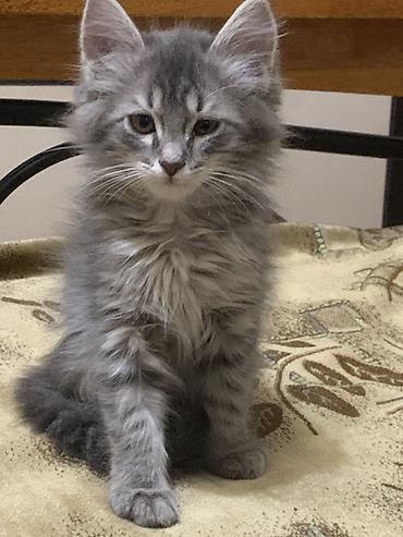 котёнок без породы: 🐾 Милый пушистый котёнок 🩶 🐱 Пушистый серый котёнок | Милый котик в — 2