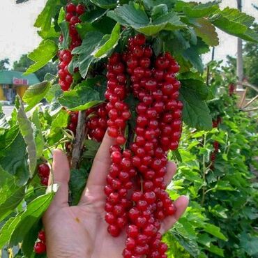 семена лютцерна: Красная смородина сорт «Рондом». Самый урожай и не прихотливый сорт