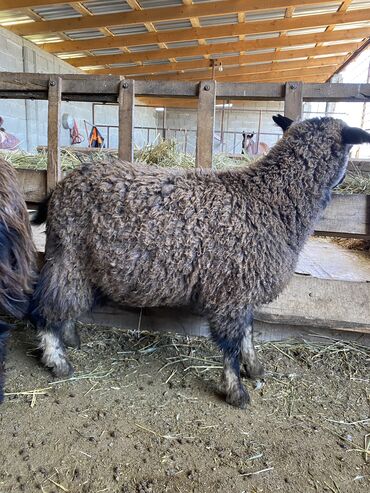 дом для животных: Продаю | Коза (самка), Козлёнок, Козёл (самец) | Полукровка | На забой, Для разведения