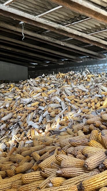 Корма для с/х животных: Продаю кукурузу (лемонгрэй,китайка) в початках,торг уместен