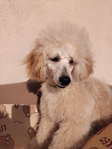 İtlər: Pudel — 8