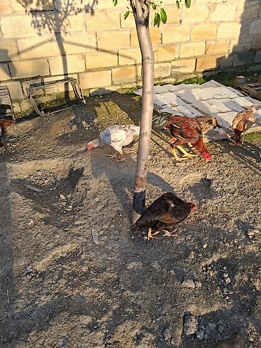 Cücələr: Toyuq cücələri, Ətlik — 9