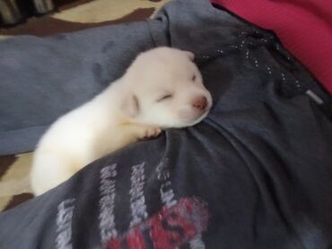 İtlər: Zvonok, 1 ay, Erkek, Ödənişli çatdırılma, Ünvandan götürmə, Pulsuz çatdırılma — 4