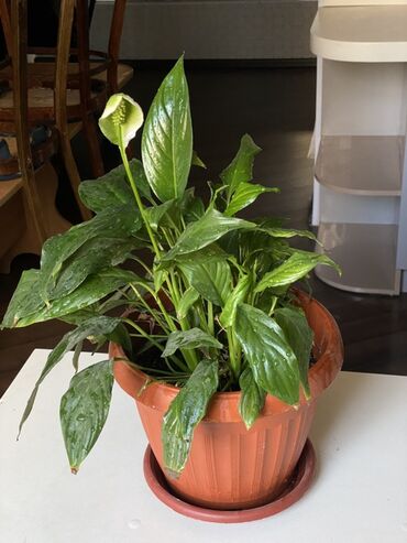 спатифиллум сенсация: Спатифиллум (Spathiphyllum), комнатное растение в горшке. Описание: -