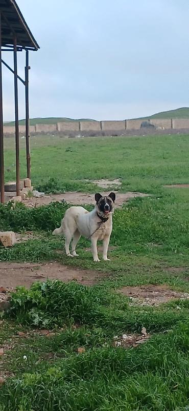 İtlər: Qurdbasar, 10 ay, Dişi, Peyvəndli — 1