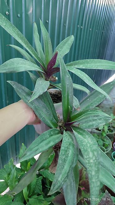 Молочаи: Горшечные комнатные растения: 1) Молочай миля (Euphorbia milii — 12