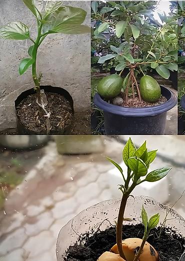 Ağaclar: Məhsul: Avokado fidanı (saksıda) Təsvir: - Toxumdan yetişdirilmiş — 1