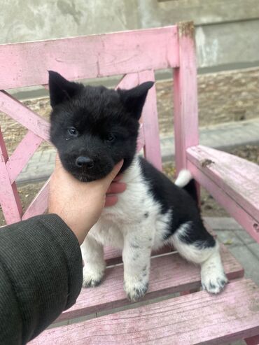 akit: Akita-inu, 2 ay, Dişi, Peyvəndli, Pulsuz çatdırılma