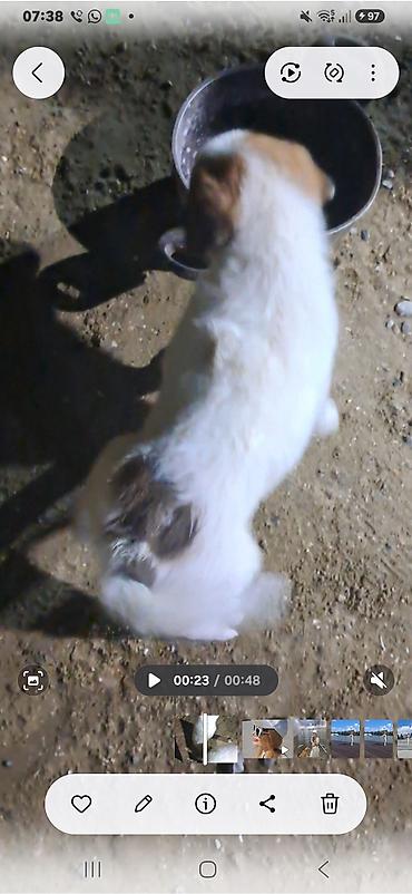 cane corso satilir: 2 ay, Peyvəndli — 3