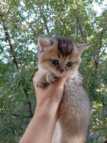 британские котята: 💛 Золотые шотландские котята ищут любящие семьи 💛 Предлагаются к — 7