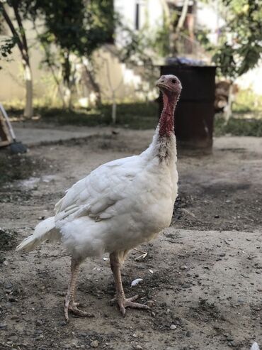 той пудель цена в баку: Salam. Ağır çəkili fərə hinduşka lazımdı 9-10- 11 kiloluq. Təcili 1