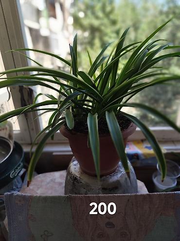 Хлорофитумы: Цветы от 150 сом, комнатные адаптированые. Алоэ Вера детки, Алоэ — 2