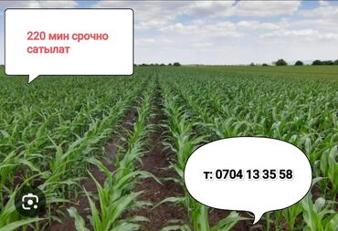 продажа участков ак ордо: 500 соток, Для бизнеса, Красная книга, Тех паспорт, Договор купли-продажи