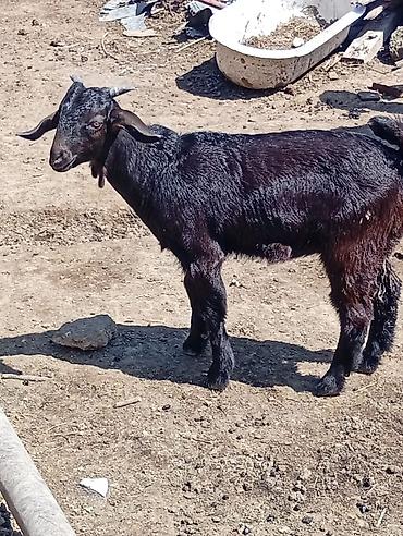 heleb keçileri: 3 ayın kecib erkekdi ana saf qan helebdi atası muruciana — 6