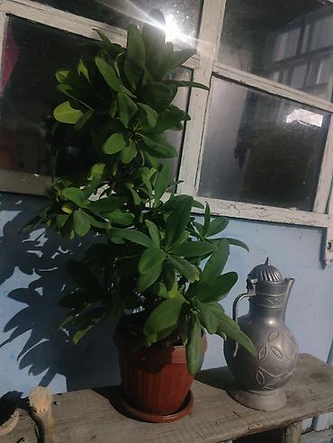 молочай гранта: Комнатное растение — молочай Милла (Euphorbia milii), декоративный — 1