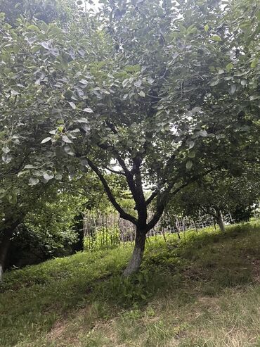 Torpaq sahələrinin satışı: Kənd təsərrüfatı, Kupça (Çıxarış) — 6