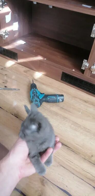 Police: Biblioteka - FireSide Select Walnut 💎 Materijal: Univer debljine 18mm — 9