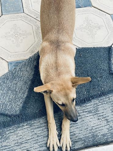 Животные: 🐶 Ищет любящую семью девочка Миса! Знакомьтесь, это Миса — — 2