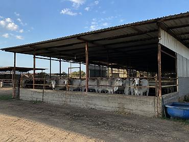 erkek: Brahman cinsi iri buynuzlu heyvanlar - İstiqamət: ət və damazlıq - — 1