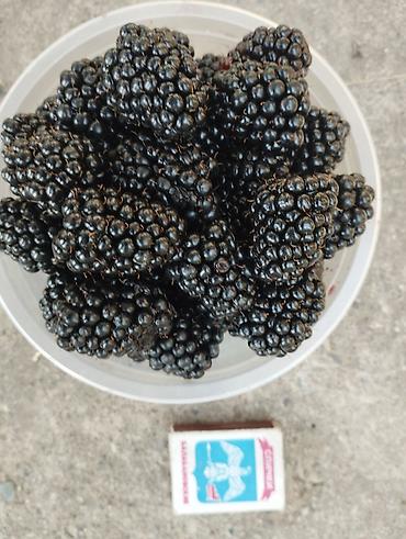 Ежевика: Ежевика — 3