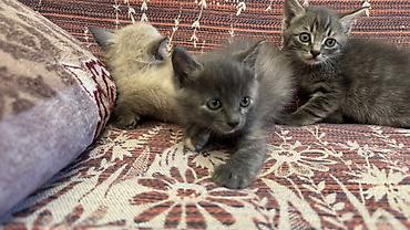 Продажа кошек: Котята, домашние, три девочки один мальчик игривые - кремово-сиамский — 5