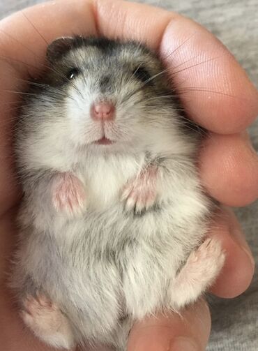 Gəmiricilər: Hamster cunqarik kiçik ölçülü, ağ, boz və qəhvəyi rənglərdə olan tüklü — 2