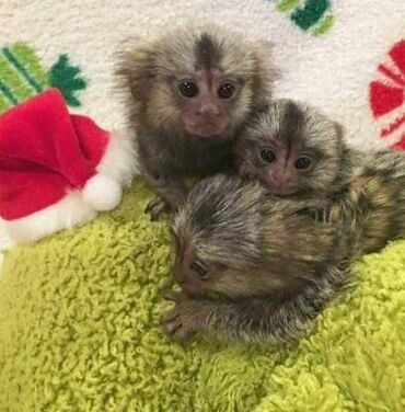 Άλλα: Marmoset Monkeys Έχουμε δύο πανέμορφους Finger Marmoset Monkeys, ένα