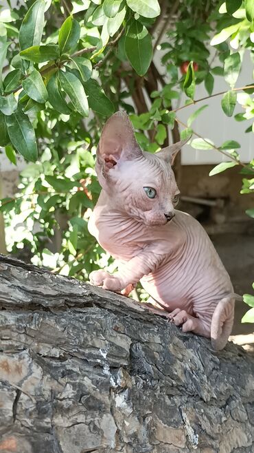 купить шотландского котенка в Азербайджан | Коты: Предлагается на продажу очень красивая однотонная окрасом девочка